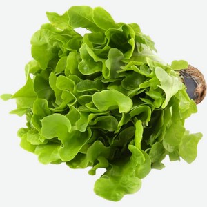 Салат Дуболистный зеленый 1шт