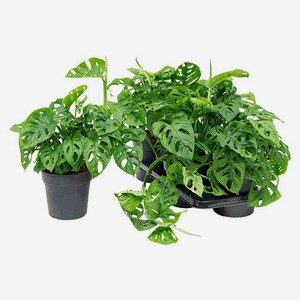 Живое растение Лиана Монстера Обликва зеленая в горшке d 12 h 30 см, 1 шт