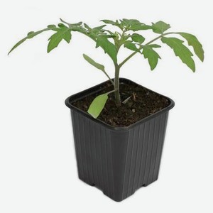 Рассада «Тепличный комбинат» Томат, d 10 см