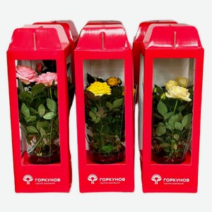 Живое растение Роза Кордана микс в ассортименте в картонной коробке d 15 h 46 см, 1 шт