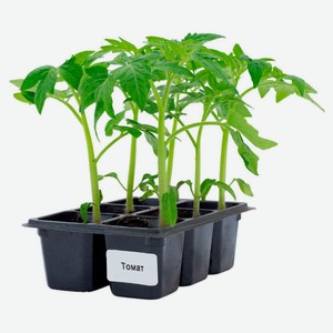 Рассада овощей Томат Капитан «ЕТК» в кассете, 6 шт