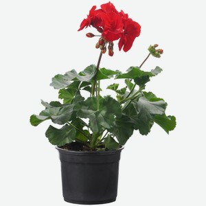 Пеларгония в горшке