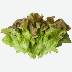 Салат Дуболистный красный 1шт, 100г