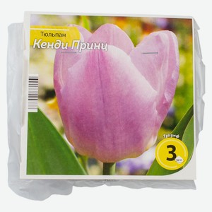 Тюльпан Кенди Принц 10/11 (3шт/уп)