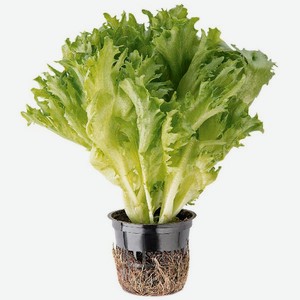 Салат В Горшке, 100 Грамм