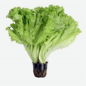 Зелень Салата В Горшочке