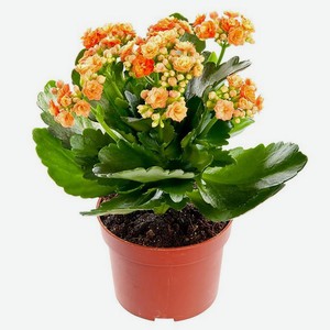 Каланхое каланд. микс 12 25