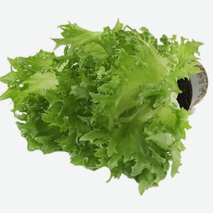 Салат Фриллис в горшочке