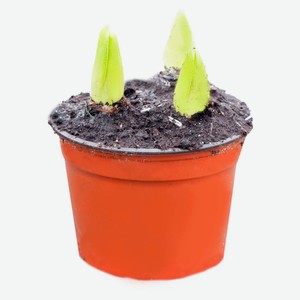 Гиацинт 3 луковицы, d 12 h 15 см