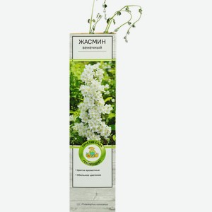 Декоративный саженец ПОИСК Жасмин венечный (Чубушник) (в пакете), Россия, 1 шт