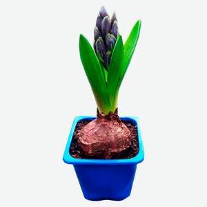 Гиацинт 1 луковица, P7