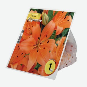 Луковицы Лилия Брунелло 10/12 (1шт)