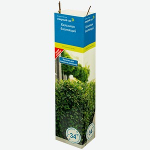 Саженцы микс (Смородина золотистая/Кизильник блестящий)