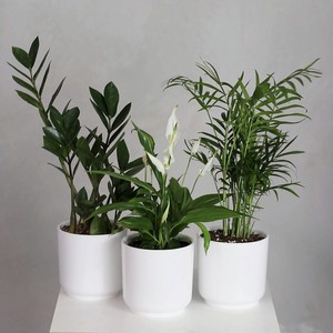 ТРОПИК ВАЙБ Набор комнатных растений Замиокулькас, Спатифиллум, Хамедорея в белых горшках, 1 шт.