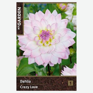 Георгина декоративная My Garden Крейзи Лав, 1 шт