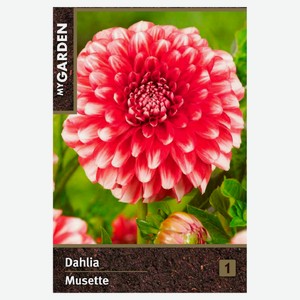 Георгина бордюрная My Garden Мьюзет, 1 шт