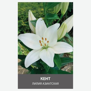 Лилия азиатская My Garden Кент, 2 шт