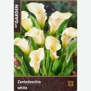 Луковицы MY GARDEN Калла белая, Германия, 1 шт