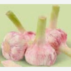 Чеснок молодой, цена за 100г