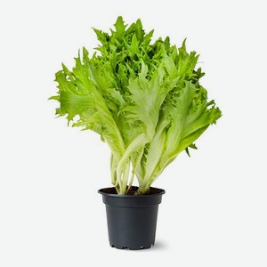 Салат Фриллис в горшочке 100г 100 г