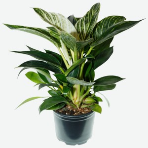 Филодендрон в ассортименте, 1шт