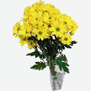 Монобукет Прочие Товары Хризантема кустовая, 3 шт