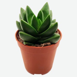 Суккулент Крассула Бен в горшке, d 5,5 h 8 см