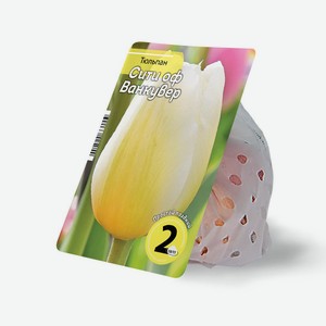 Луковицы тюльпана Сити оф Ванкувер 10/11 2 шт