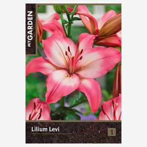 Луковицы «Флора групп» Лилия азиатская микс, 1 шт