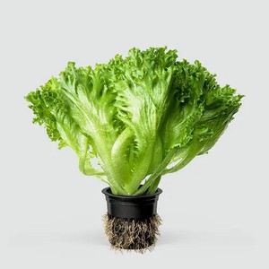 Салат Фриллис, 180 г