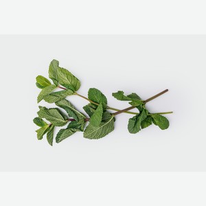 Мята свежая, 10 г