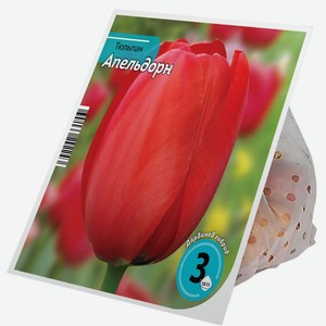 Луковицы тюльпана Апельдорн 10/11 129223 3шт., 3 шт