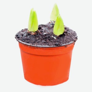 Живое растение Гиацинт 3 луковицы в ассортименте в горшке d 19 h 20 см, 1 шт