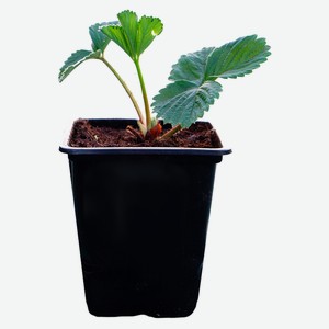 Земляника ремонтантная Р9