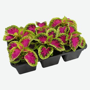 Колеус Микс, 6шт.