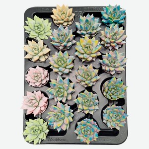 Живое растение суккулент Эхеверия Миранда в ассортименте в горшке d 5,5 h 8 см, 1 шт