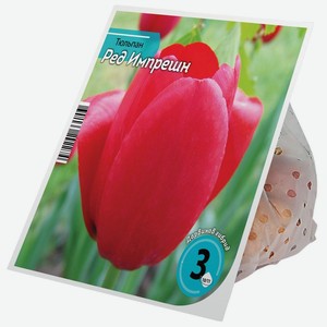 Луковицы тюльпана Ред Импрешн 10/11 3шт., 3 шт