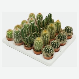 Живое растение Кактус микс в ассортименте в горшке d 6 h 8 см, 1 шт