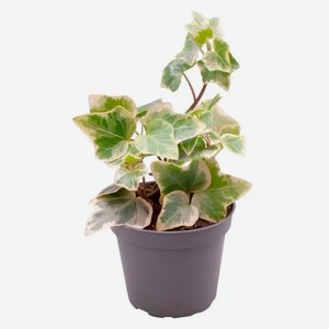 Живое растение плющ-лиана Хедера Хеликс Вариегатная в горшек, d 6 h 10 см, 1 шт