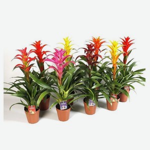 Живое растение Бромелия Гузмания в горшке d 12 h 45 см, 1 шт