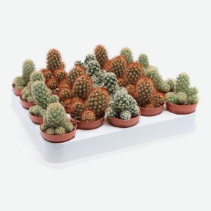 Живое растение Кактус Элонгата микс в ассортименте в горшке d 5,5 h 8 см, 1 шт