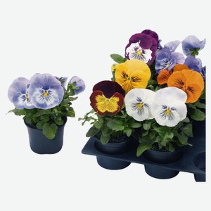 Виола, в горшке D9