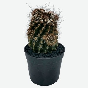 Живое растение Кактус Неопортерия в ассортименте в горшке d 5,5 h 12 см, 1 шт