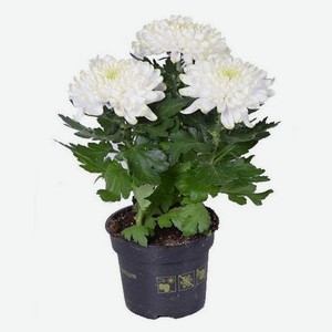 Живое растение Хризантема Пура Вида в ассортименте в горшке d 12 h 25 см, 1 шт