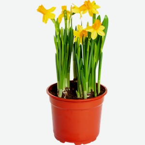 Растение в горшке Нарцисс 5 луковиц d 12см