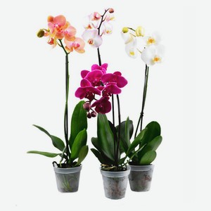 Живое растение Орхидея Фаленопсис 1 стебель в ассортименте в горшке d 12 h 45 см, 1 шт