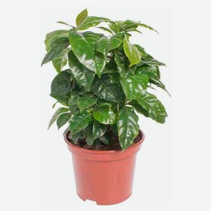 Живое растение Кофе Арабика в горшке d 7 h 25 см, 1 шт