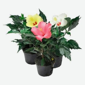 Живое растение Гибискус в ассортименте в горшке d 12 см, 1 шт