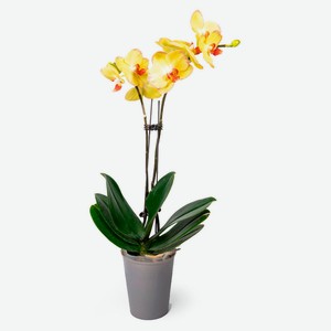 Живое растение Орхидея Фаленопсис 2 стебля в ассортименте в горшке d 12 h 55-75 см, 1 шт