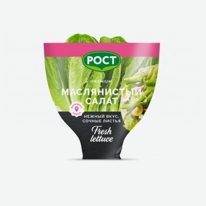 Салат маслянистый зеленый в горшочке, 1 шт